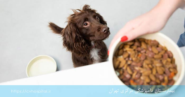 آشنایی با غذاهای درمانی‌ حیوانات خانگی سگ و گربه