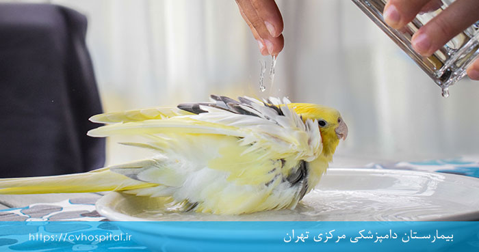روش‌های حمام کردن پرندگان