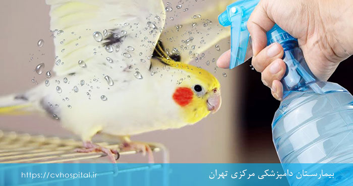 آموزش حمام کردن پرندگان در منزل