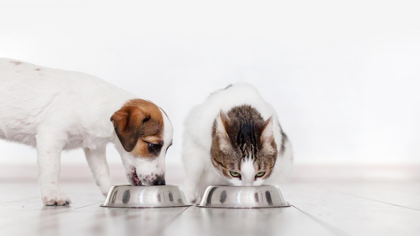 پیشگیری و کنترل چاقی در حیوانات خانگی