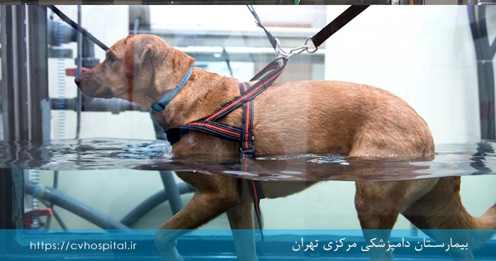 آب درمانی برای حیوانات خانگی-بیمارستان دامپزشکی مرکزی تهران