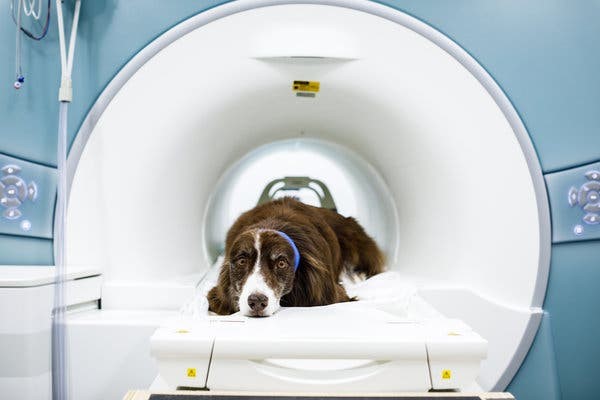کاربرد رادیولوژی در حیوانات خانگی