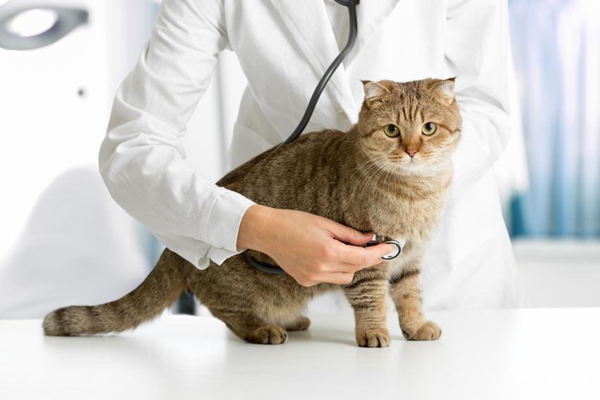 تشخیص بیماری مزمن کلیوی در گربه‌ ها