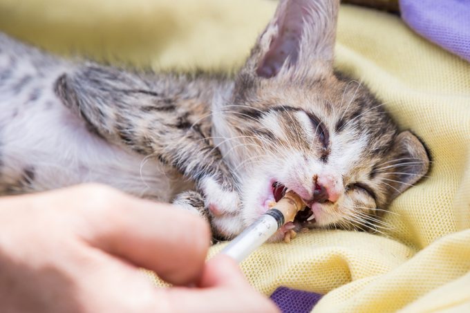 بیماری مزمن کلیوی در گربه‌ها چگونه درمان می ‌شود؟