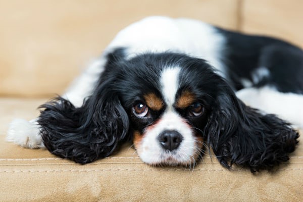 انواع بیماری دیسک بین مهره‌ای در سگ‌ها