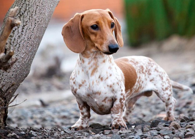 علائم بیماری دیسک بین مهره‌ای در سگ‌ها