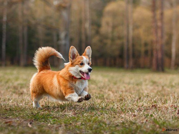 علل بیماری دیسک بین مهره‌ای در سگ‌ها