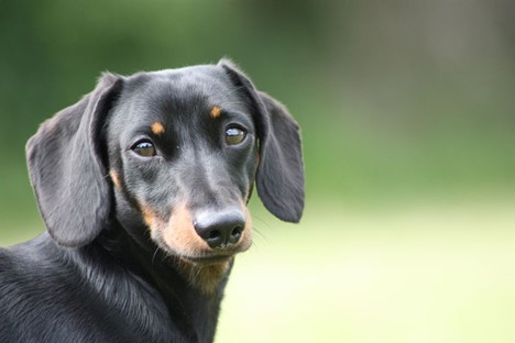 تشخیص بیماری دیسک بین مهره‌ای در سگ‌ها
