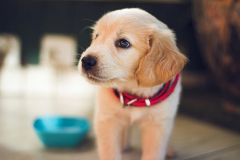بیماری دیسک بین مهره‌ای در سگ‌ ها