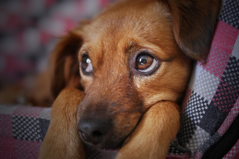علل اختلالات عصبی در حیوانات خانگی