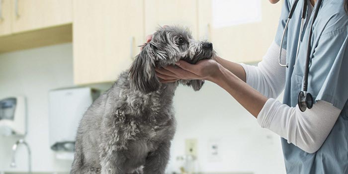 تشخیص بیماری‌ های مغزی در حیوانات خانگی