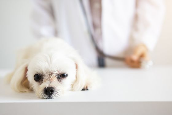 درمان بیماری‌ های مغزی در حیوانات خانگی