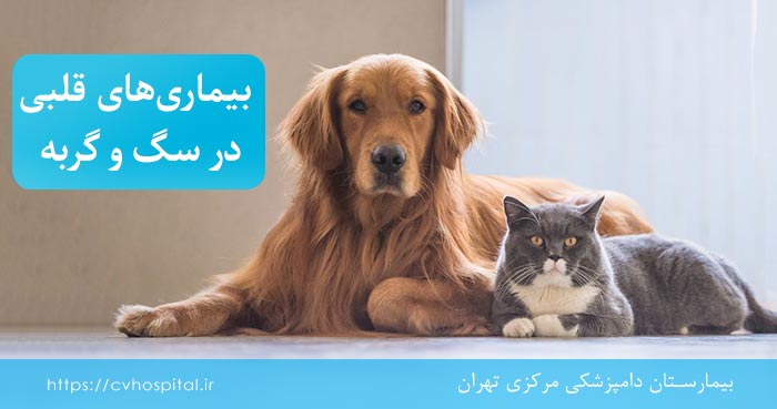 بیماری‌ های قلبی در سگ و گربه-دامپزشکی مرکزی تهران