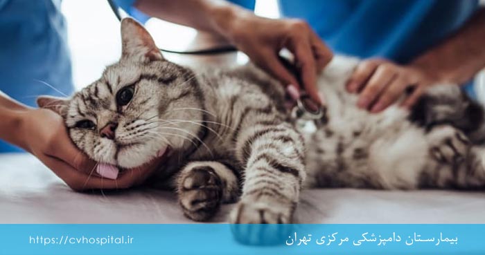 بررسی قلب گربه توسط دامپزشک