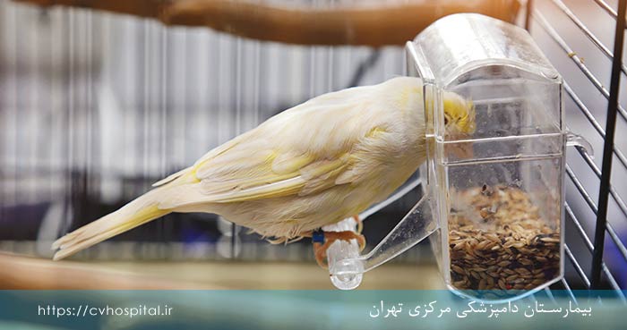 مواد غذایی که باعث مسمومیت پرندگان خانگی می‌ شود