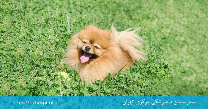 چه نژادهایی از سگ به دیسپلازی هیپ مبتلا می شوند؟