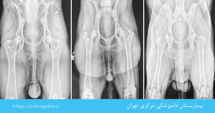 تصویر رادیوگرافی دیسپلازی هیپ سگ