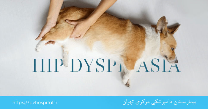 تشخیص هیپ دیسپلازی سگ
