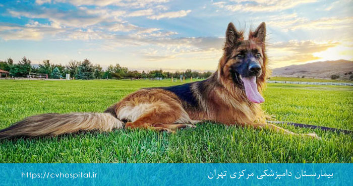 دوره نقاهت پس از جراحی مفصل لگنی رانی در سگ