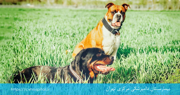 علل در رفتگی لگن سگ