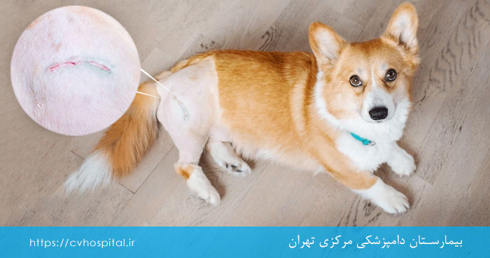 جراحی هیپ دیسپلازی سگ ها