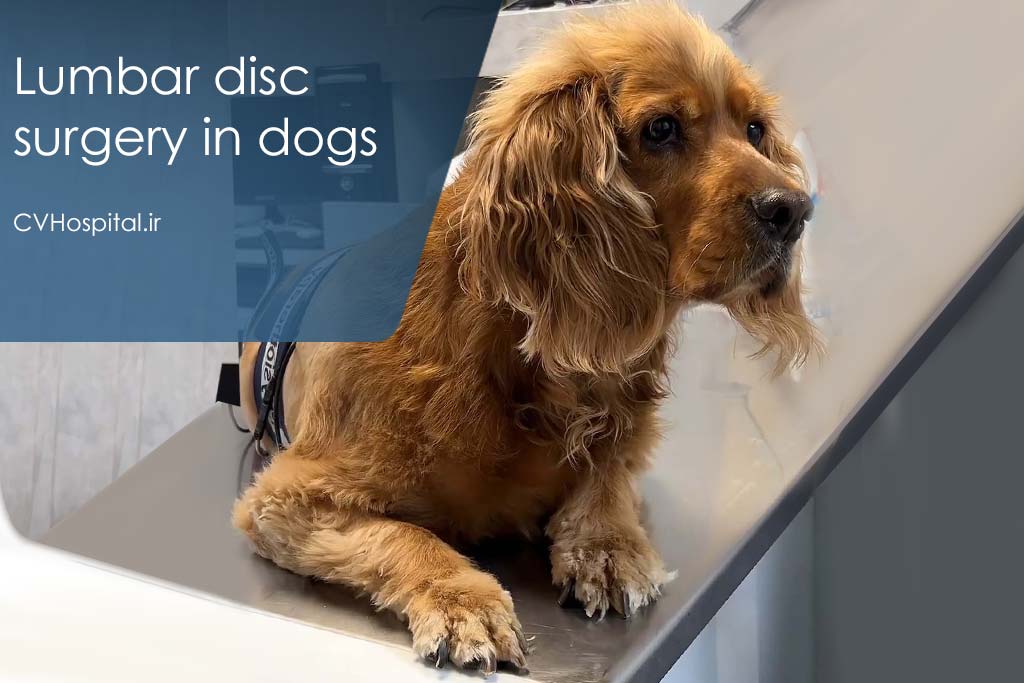 جراحی دیسک کمر سگ و جلسات فیزیوتراپی و آب درمانی