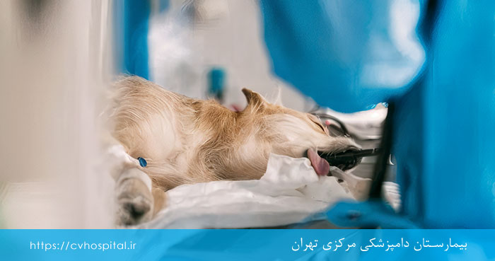 داروی بیهوشی برای سگ و گربه