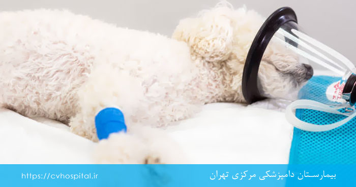 بیهوشی استنشاقی سگ