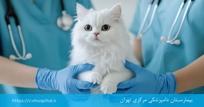 بیهوشی استنشاقی و تزریقی برای گربه