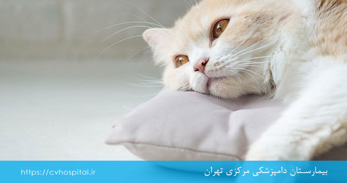 عوامل استرس زا در گربه ها