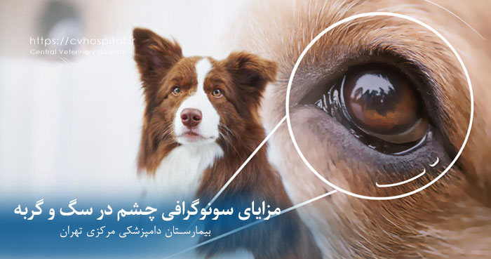 مزایای سونوگرافی چشم در سگ و گربه