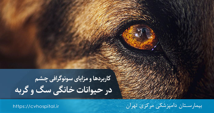 سونوگرافی چشم برای حیوانات خانگی سگ و گربه