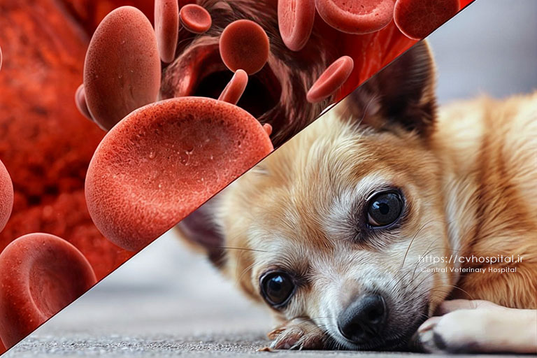 انواع کم خونی در حیوانات خانگی و آزمایش های مرتبط با آن