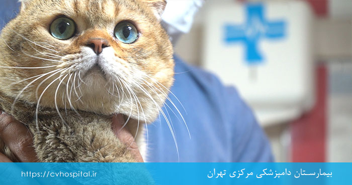 اقدامات درمانی برای سقوط گربه از ارتفاع در بیمارستان دامپزشکی
