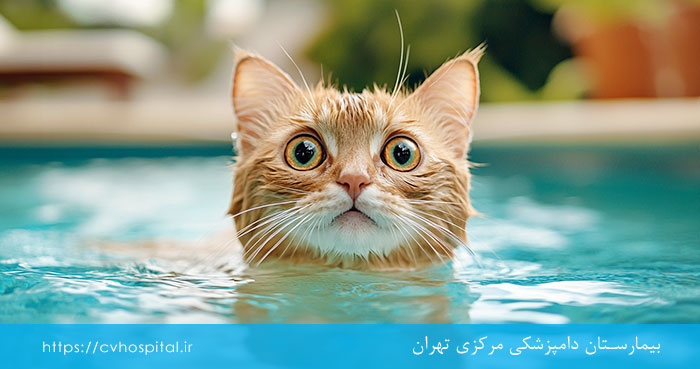 افتادن گربه در آب