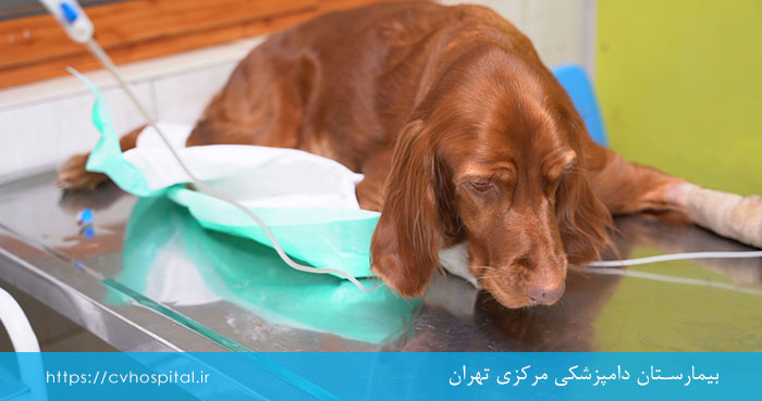 مراقبت های پزشکی از حیوانات مبتلا به نارسایی های کلیوی