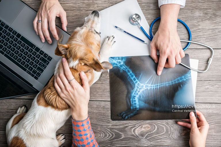  رادیوگرافی سگ و گربه چگونه انجام می‌شود؟