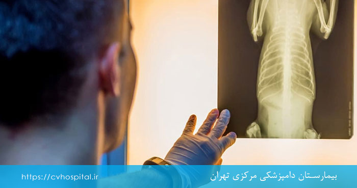 بخش رادیوگرافی بیمارستان دامپزشکی مرکزی تهران