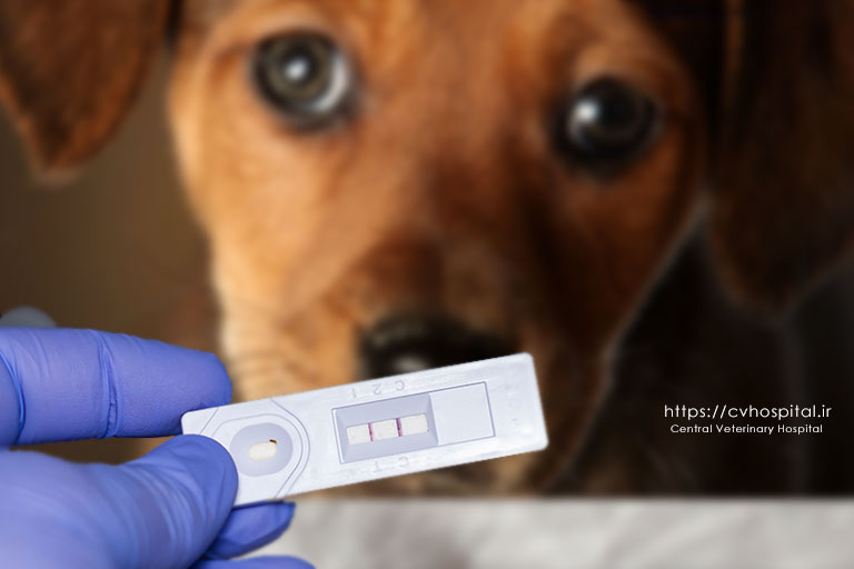 پاروویروس سگ چیست و چه علائمی دارد؟