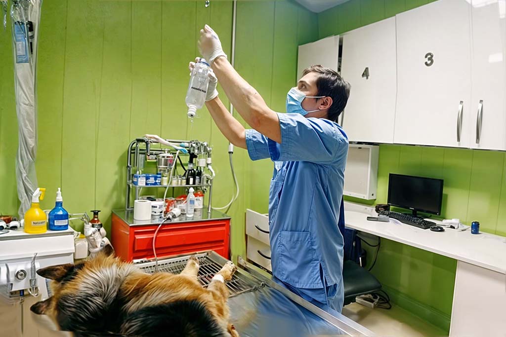 دیالیز صفاقی سگ ژرمن شپرد در بیمارستان دامپزشکی