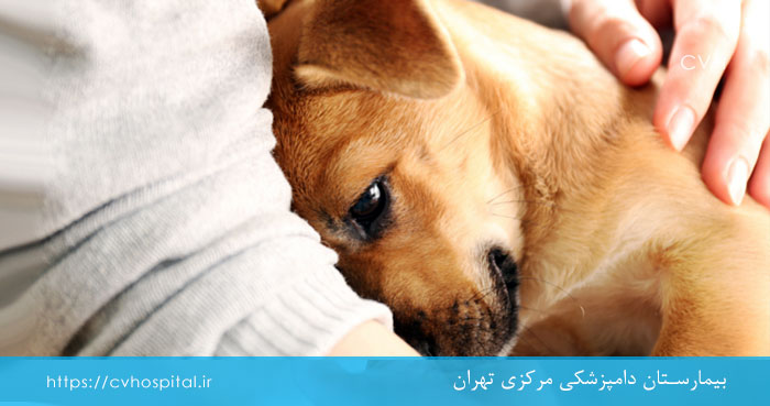مراقبت از سگ اسهال