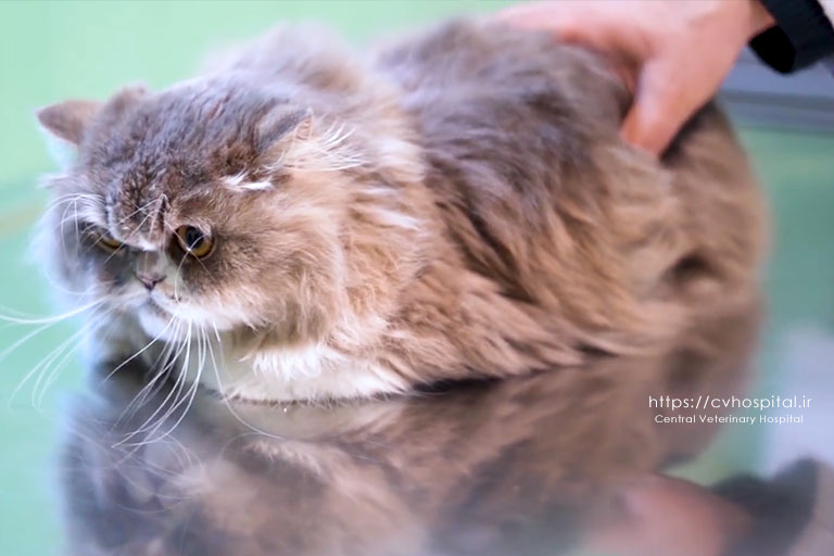 درمان پنلوکوپنی در گربه ها