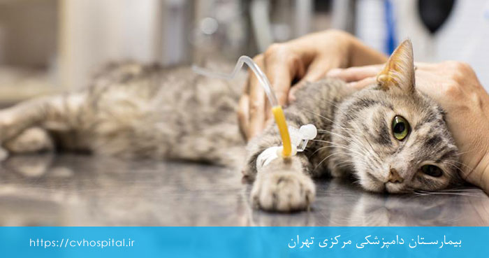 تشخیص پاروویروس گربه