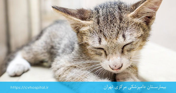 ابتلای گربه به پنلوکوپنی