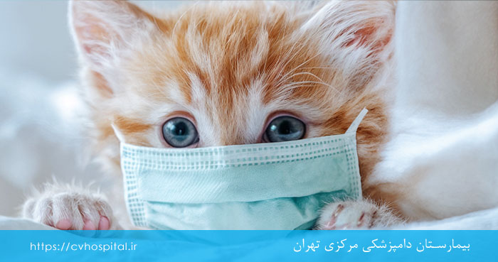 بیماری پنلوکوپنی در گربه ها