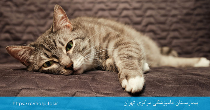 بیماری پنلوکوپنی در گربه