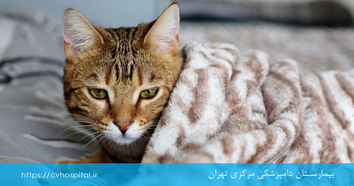 علائم پنلوکوپنی گربه