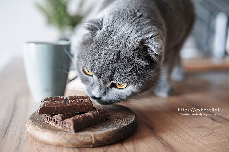 ۱۵ ماده غذایی سمی و مضر برای گربه ها