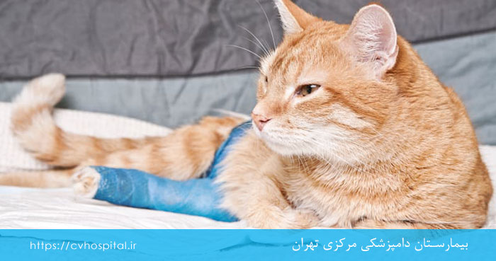 آرتروز درمان در گربه ها