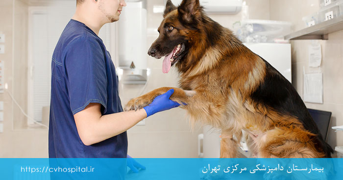 رادیوگرافی در سگ ها برای تشخیص لنگش